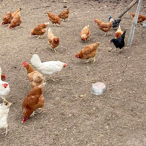 Les poules