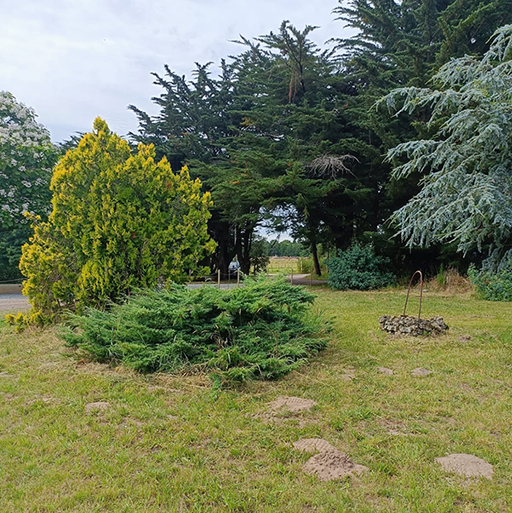 Terrain arboré